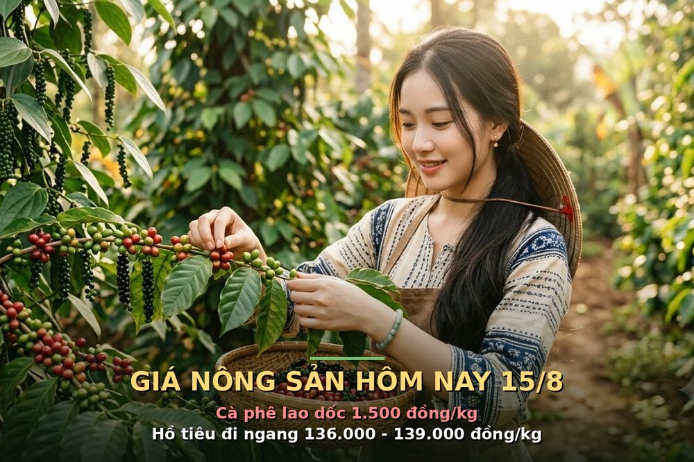Giá nông sản hôm nay 15/8: Cà phê lao dốc 1.500 đồng/kg, hồ tiêu đi ngang