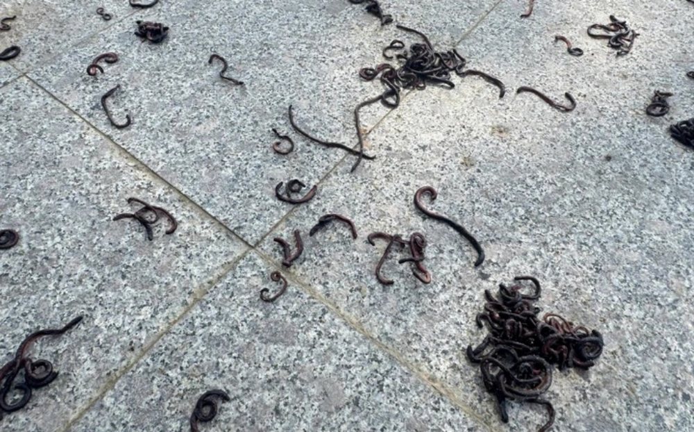 Giải hiện tượng hàng nghìn con giun đất bò lên vỉa hè, chết khô