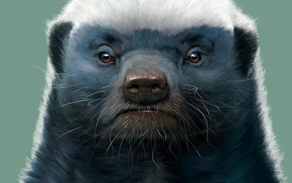 Không phải sư tử hay hổ, “trùm giang hồ” thật sự là loài nhỏ bé này