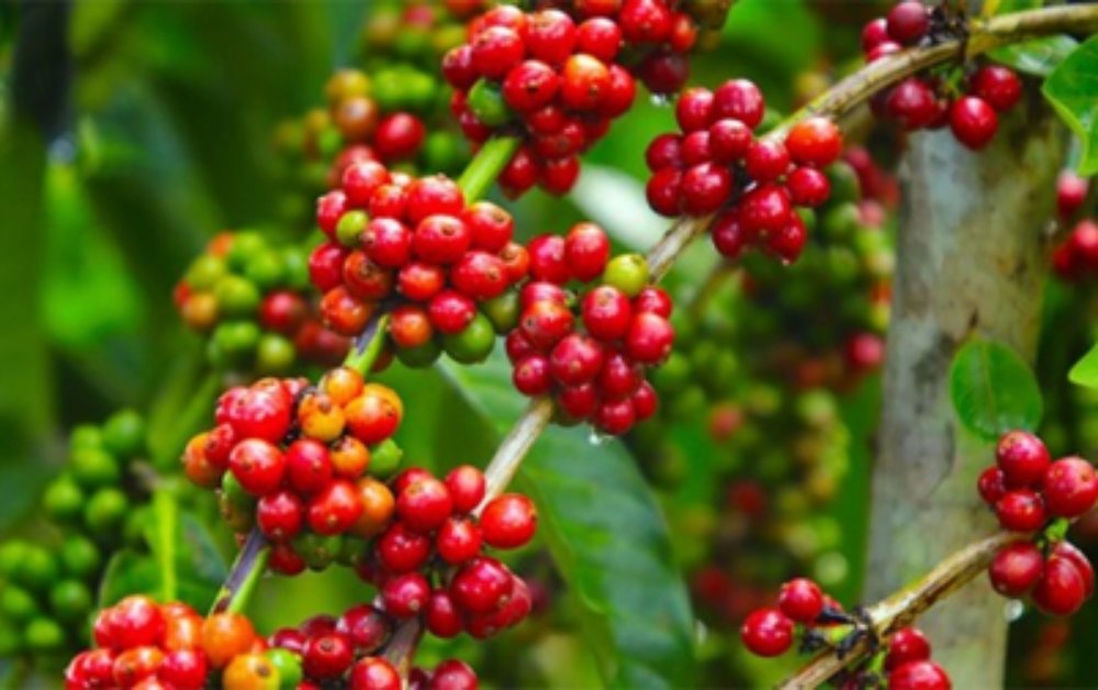 Giá cà phê hôm nay (6/6): Tăng khiêm tốn chỉ 100 đồng/kg