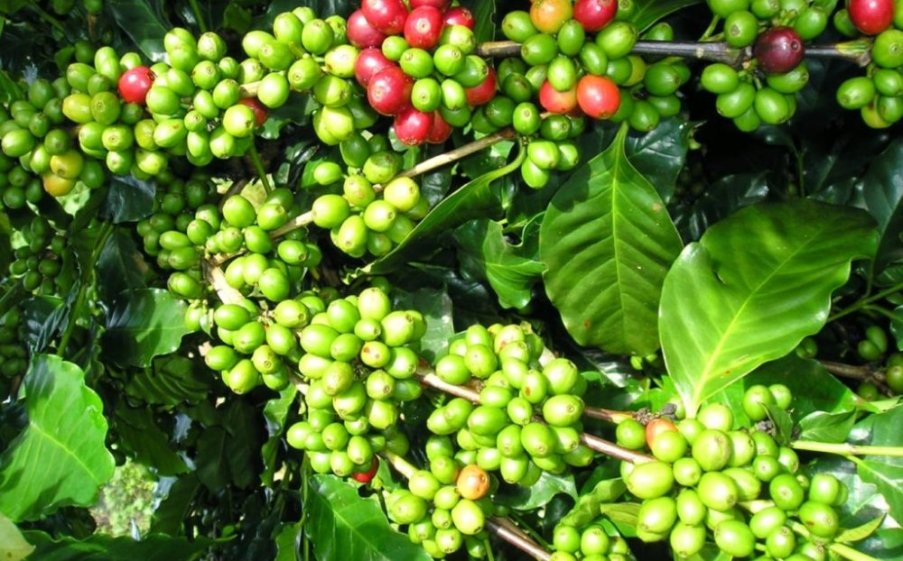 Giá tiêu hôm nay 30/5: Quay đầu giảm mạnh