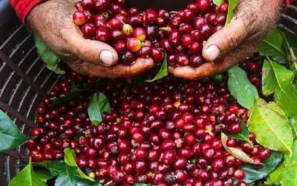 Giá cà phê hôm nay 4/6: Đồng loạt giảm 1,000 đồng/kg