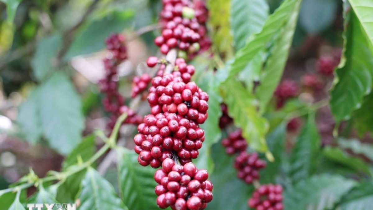 Bản tin nông sản hôm nay (3/12): Giá cà phê trong nước giảm mạnh