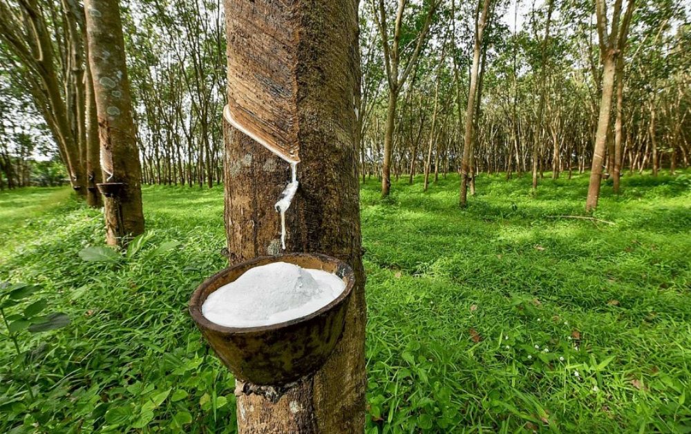 Giá cao su hôm nay (6/6): Giảm nhẹ trên các sàn giao dịch