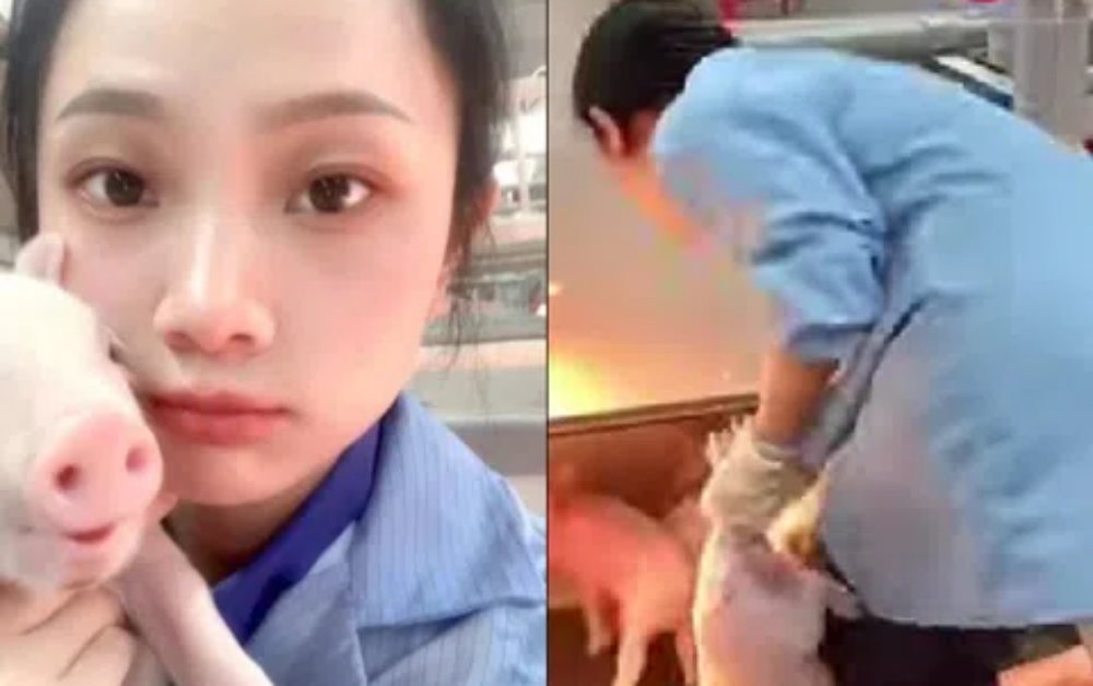 Tốt nghiệp đại học, cô gái 26 tuổi về làm "bảo mẫu" cho lợn, cuộc sống tự do với mức lương khó ngờ