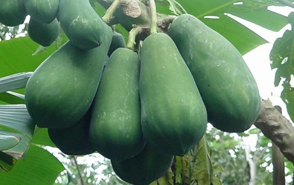 Đu đủ xanh có công dụng gì?