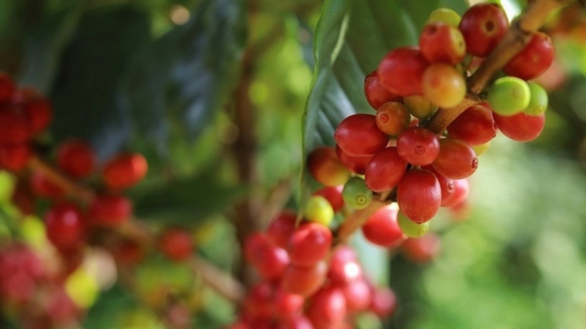 Bản tin nông sản hôm nay (5/12): Giá cà phê giảm mạnh