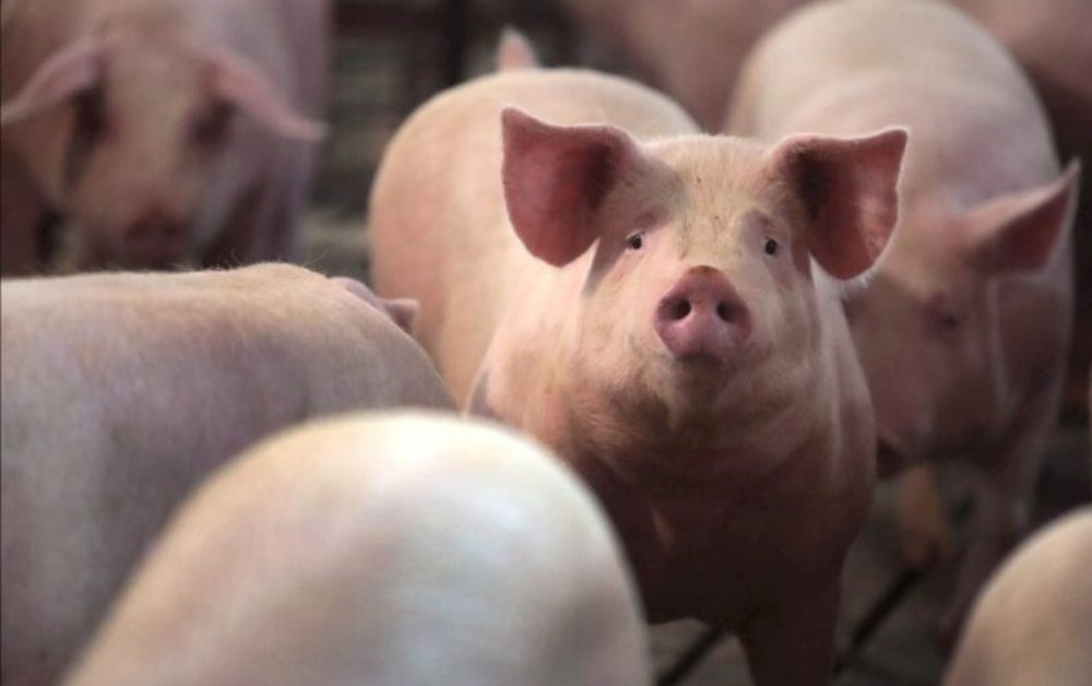 Giá heo hơi hôm nay 14/4: Biến động trái chiều, dao động 62.000 – 69.000 đồng/kg