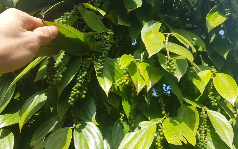 Giá hồ tiêu hôm nay 14/4: Giá tiêu trong nước tiếp tục giữ giá cao