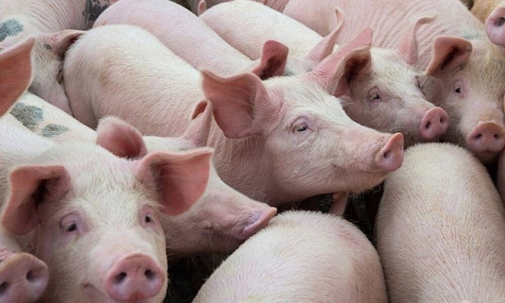 Giá heo hơi hôm nay 25/5: Dao động từ 67.000 – 75.000 đồng/kg