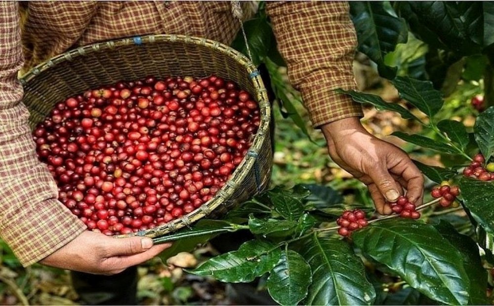 Giá cà phê hôm nay 4/3/2024: Cà phê trong nước tăng, chạm mốc 86.000 đồng/kg