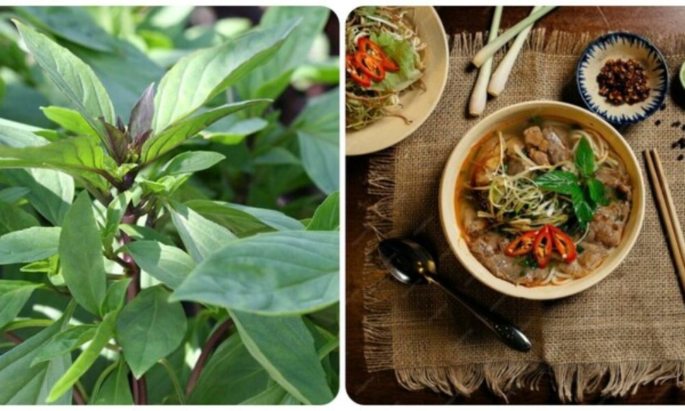 Cây rau húng quế có tác dụng gì?