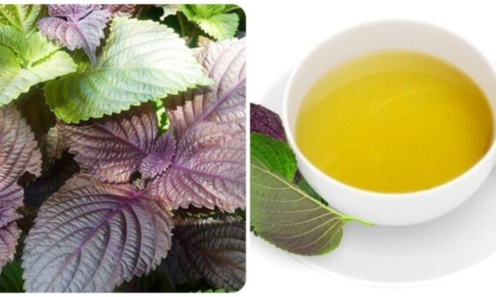 Nước lá tía tô rất tốt nhưng lại 'đại kỵ' với 3 nhóm người sau