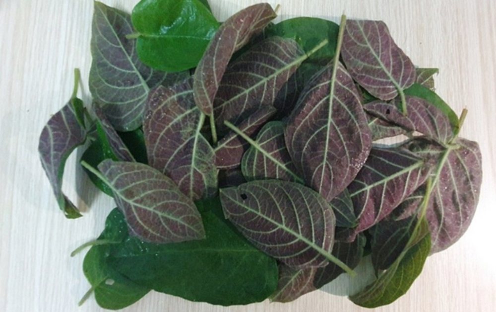 Lá mơ chữa bệnh gì?