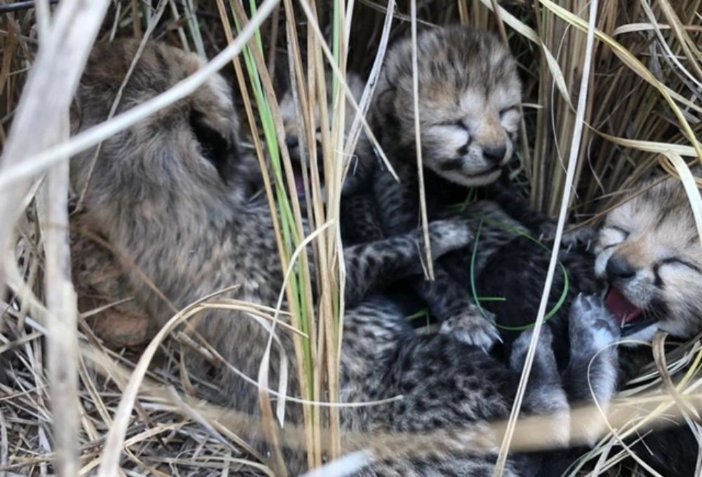 Loài vật quý hiếm bậc nhất hành tinh, biến mất 70 năm bất ngờ 