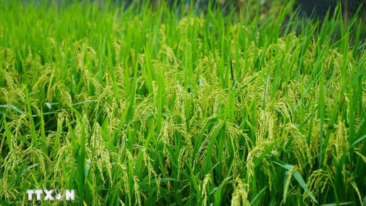 Bản tin nông sản hôm nay (26/11): Giá cà phê giảm, gạo và hồ tiêu bình ổn