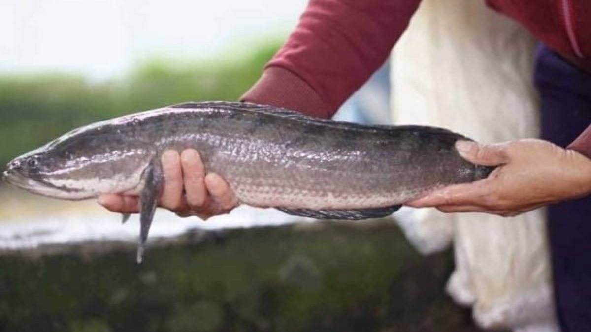 Mơ thấy cá lóc là điềm gì, hên hay xui, đánh số gì may mắn?