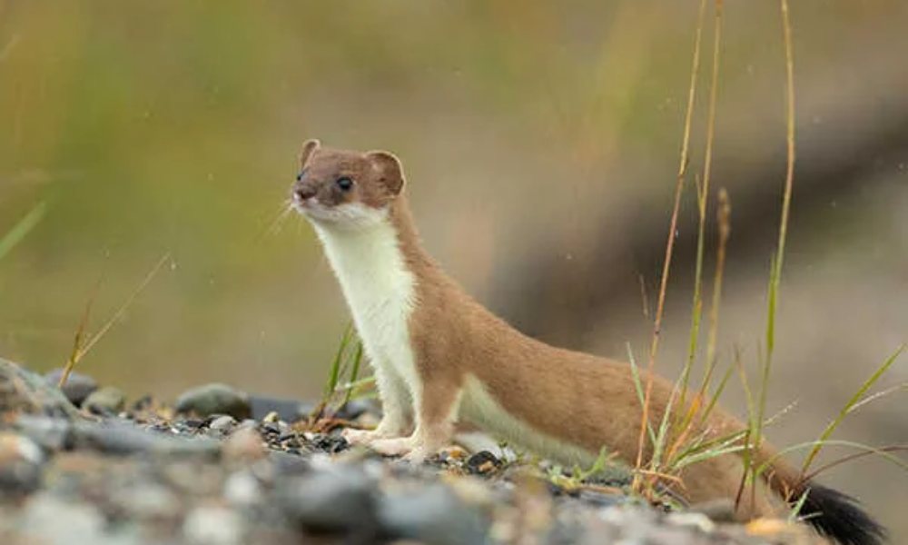 Nằm mơ thấy con chồn là điềm may mắn hay xui rủi?