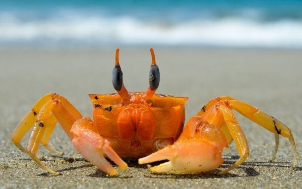 Mơ thấy con cua báo hiệu điềm hung hay đại cát?