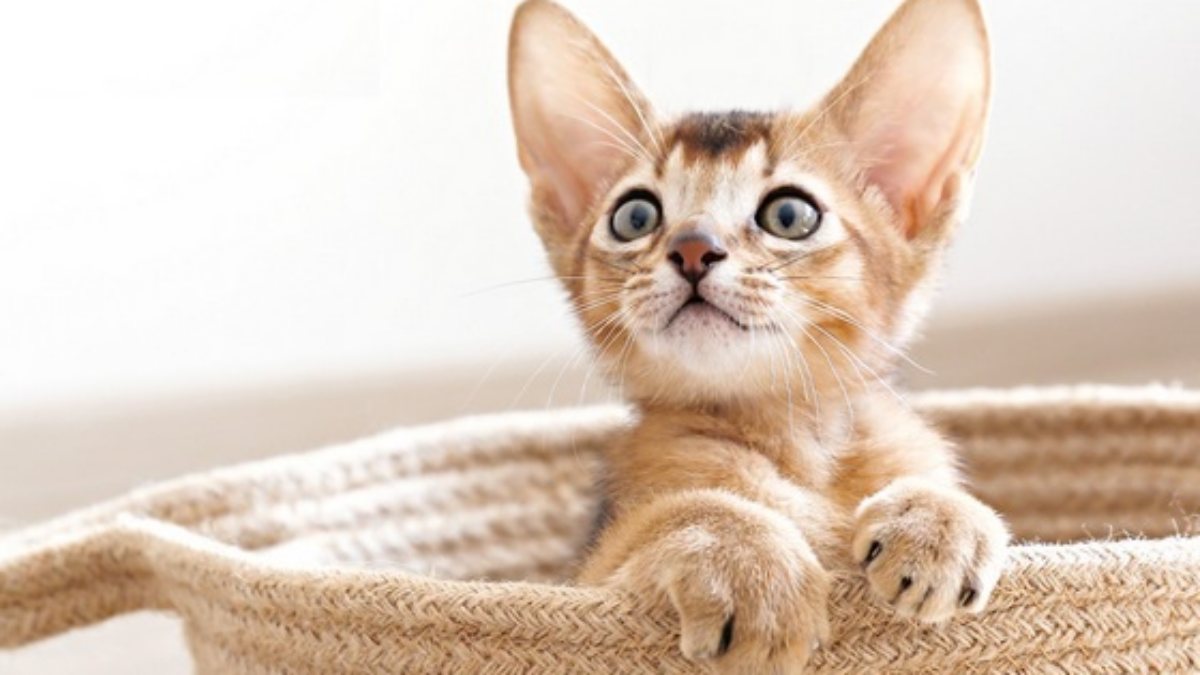 Mơ thấy mèo con là điềm gì, hung hay cát, đánh số gì?