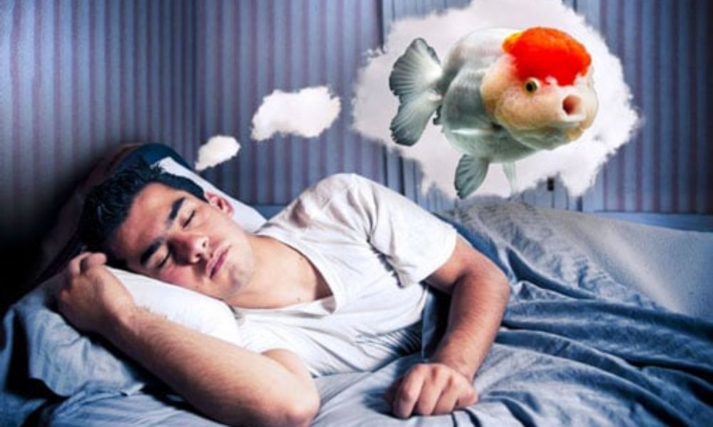 Mơ thấy con cá chép là điềm hung hay đại cát?