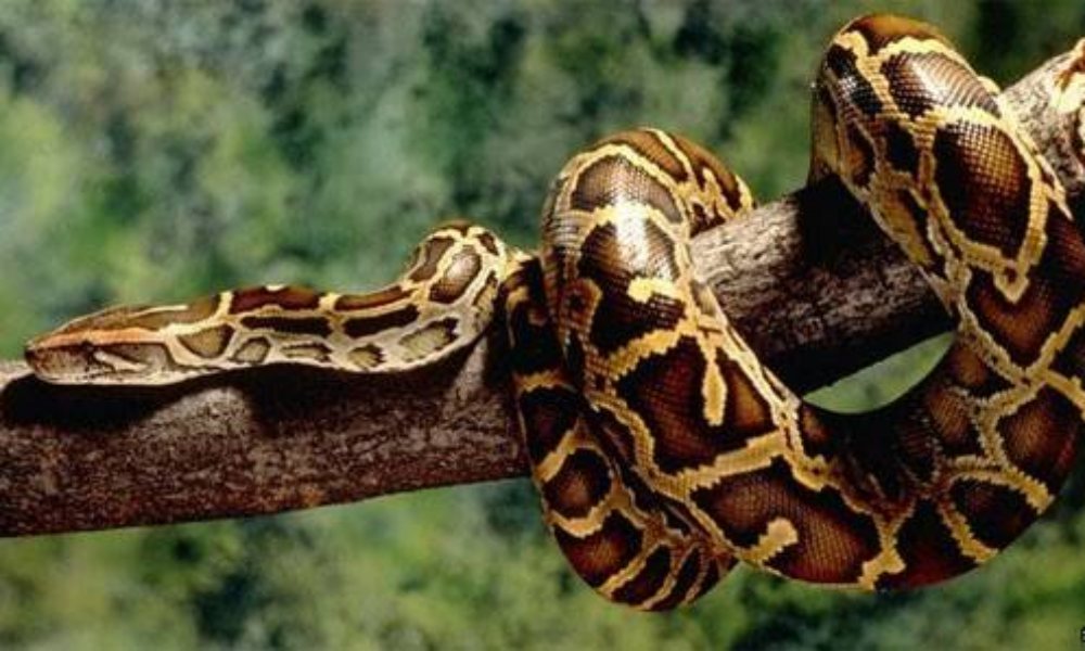 Mơ thấy con trăn mang ý nghĩa dự báo gì cho cuộc sống?