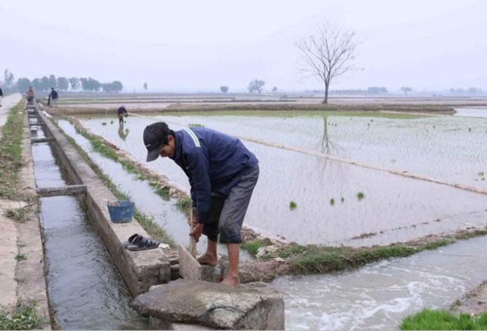 Trữ nước sớm, gieo cấy đúng lịch để bảo đảm vụ Đông Xuân