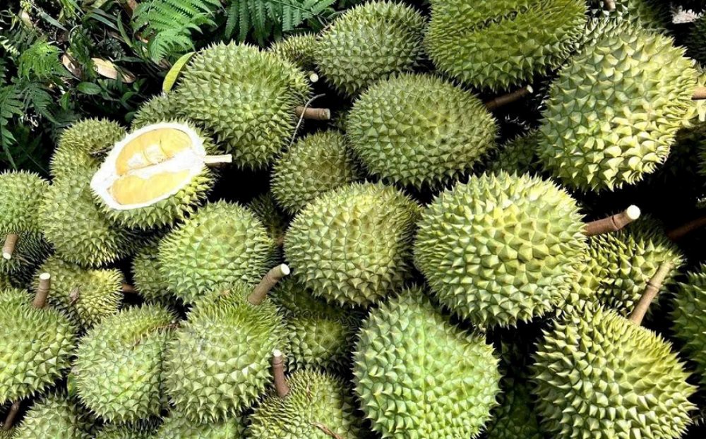 Giá sầu riêng hôm nay 27/5/2025: Sầu Thái loại A bật tăng
