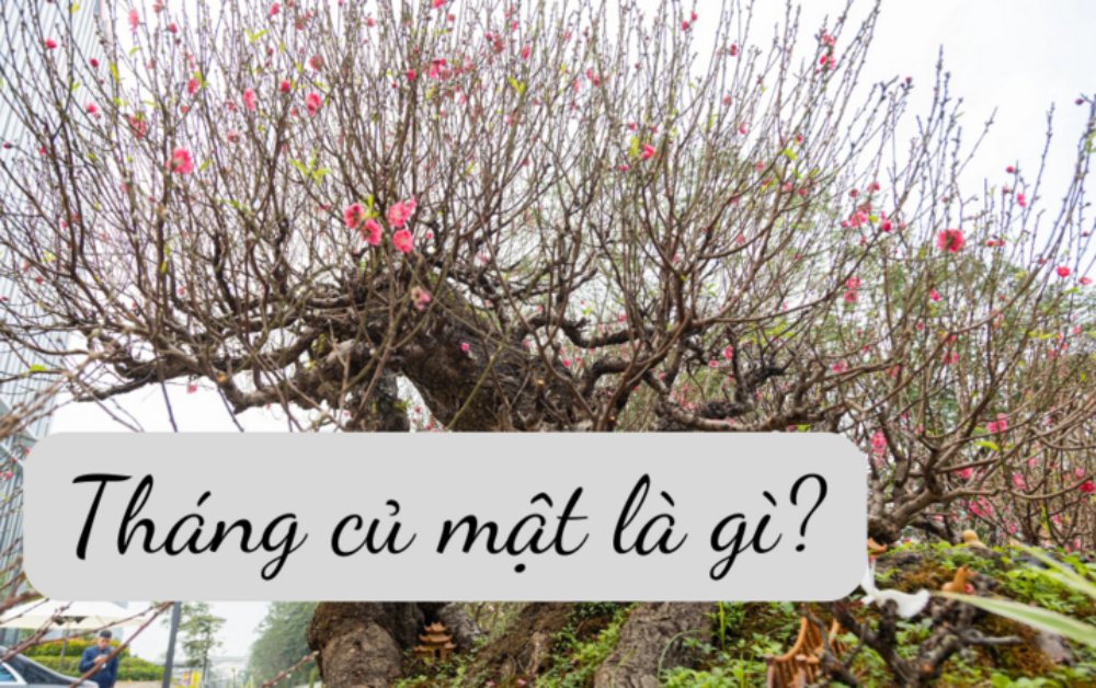 Vì sao tháng 12 Âm lịch được gọi là "tháng củ mật?"