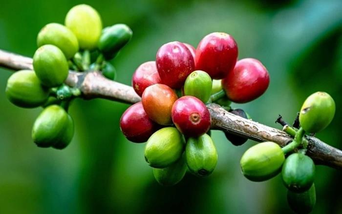 Giá cà phê hôm nay 16/9/2026: Quay đầu giảm