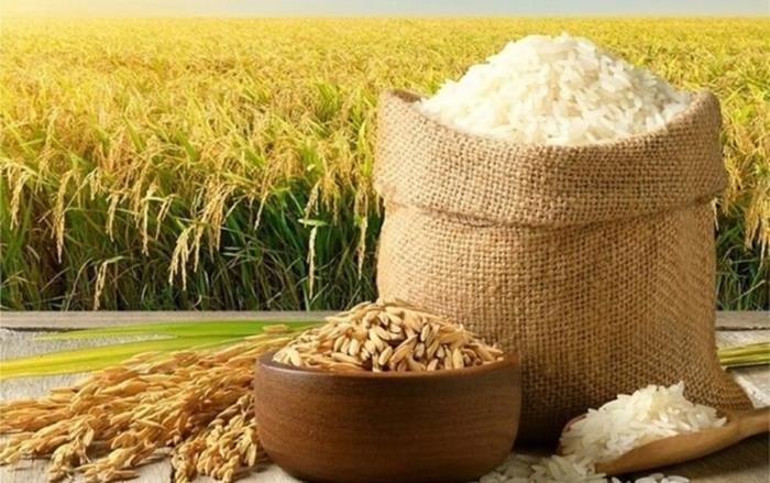 Giá lúa gạo hôm nay 8/7/2026: Lúa tươi tăng , gạo nhích nhẹ