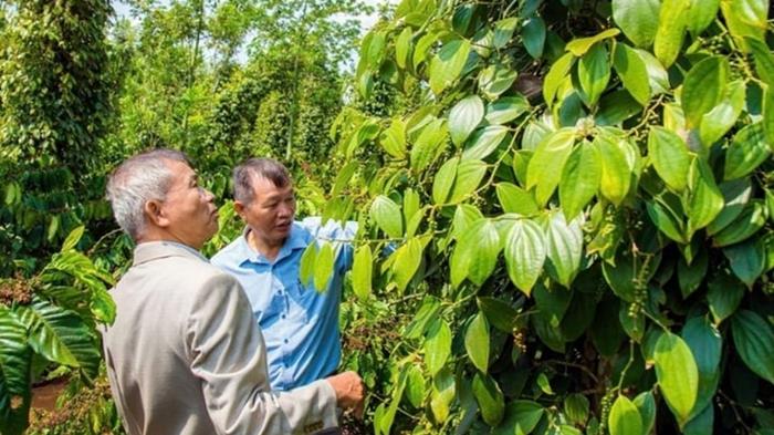 Giá tiêu hôm nay 29/7: Lâm Đồng lên 142.000 đồng/kg, cao nhất cả nước