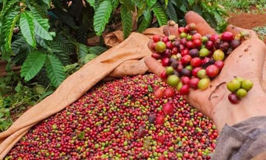 Giá cà phê hôm nay 3/9: Giá cà phê trong nước ổn định