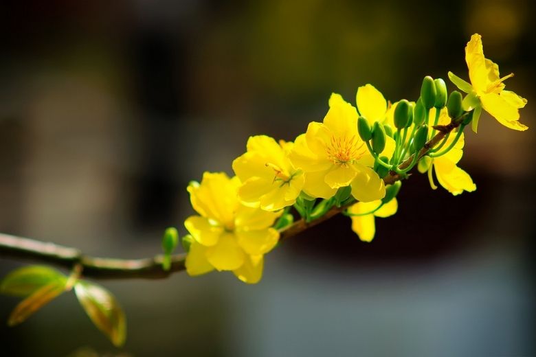 Ảnh nền tết