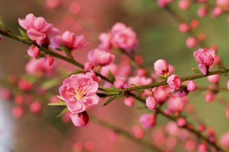 Ảnh nền tết