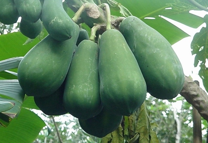 Đu đủ xanh là nguyên liệu quen thuộc trong nhiều món ăn 